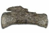Sauropod (Diplodocus?) Distal Caudal Vertebra - Wyoming #377936-1